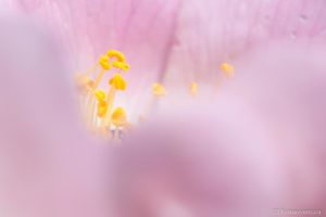 immagini di fauna di Gabriele Minguzzi